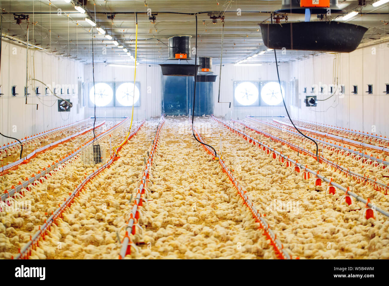 Big indoors modern chicken farm, chicken feeding Stock Photo Alamy