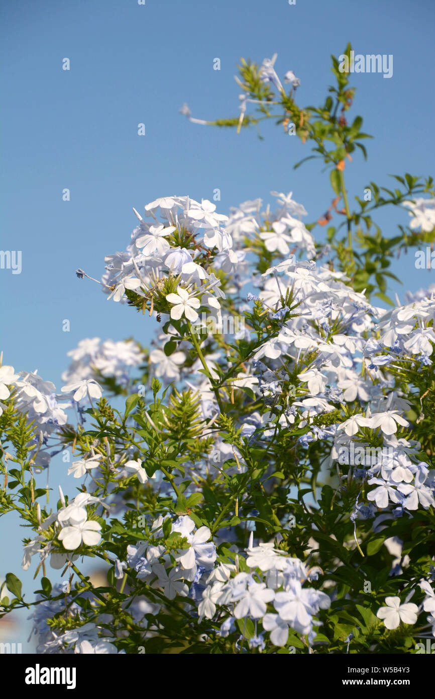 jasminum officinale or common jasmine aromatic plant in bloom in summer
