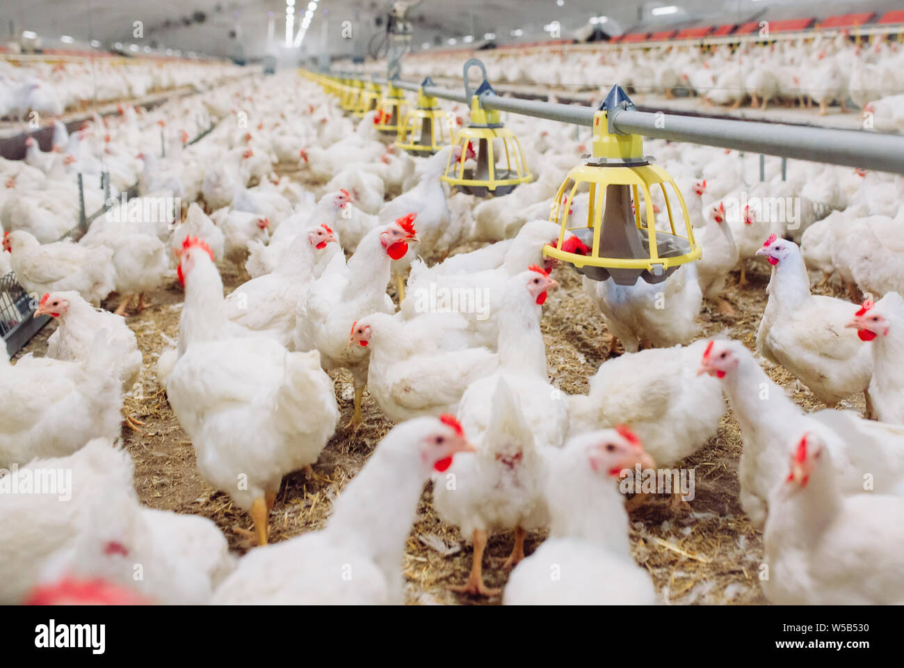 Big indoors modern chicken farm, chicken feeding Stock Photo Alamy
