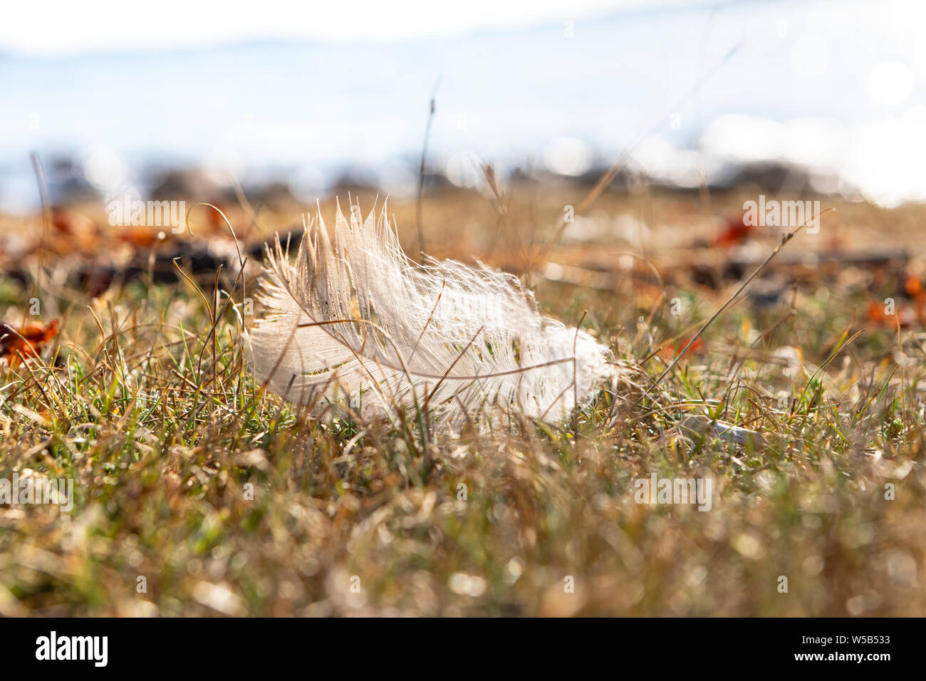 close up of a single  white bird feather on tundra grass next to a beach with a blurred background Stock Photo