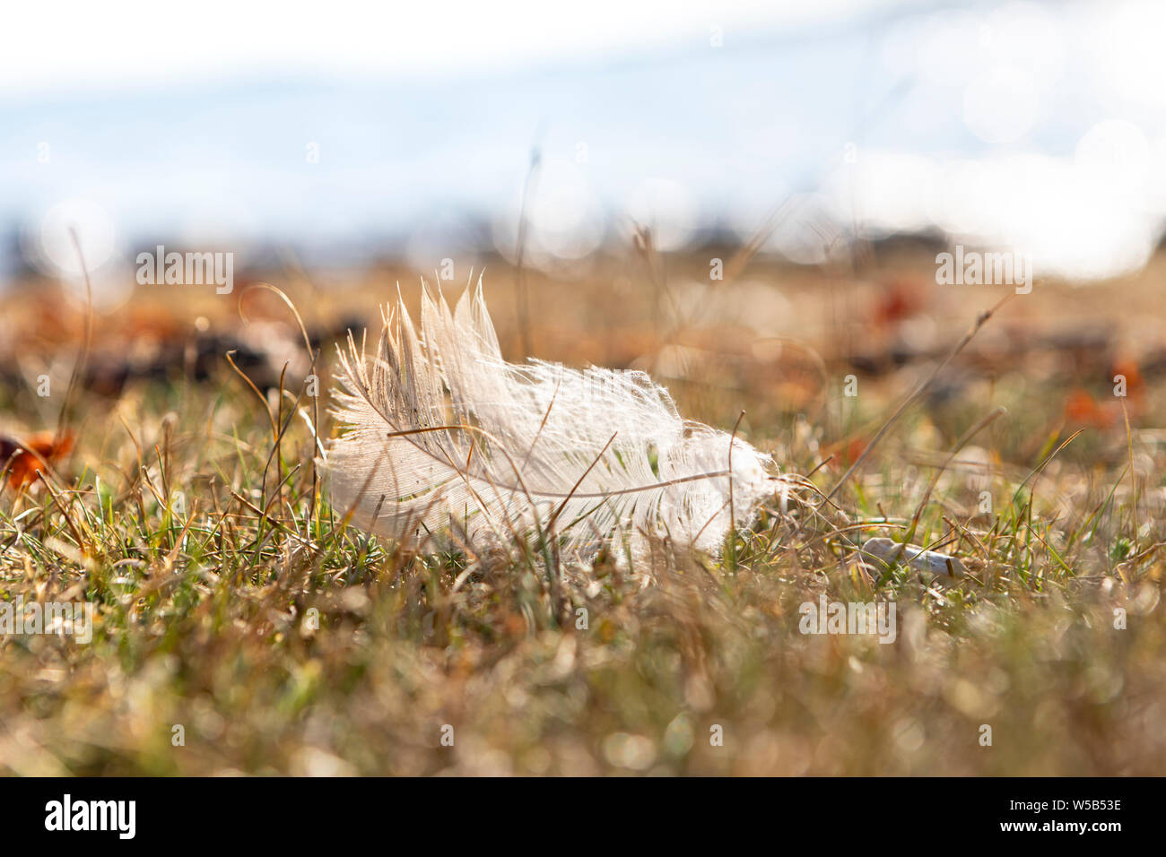 close up of a single white bird feather on tundra grass next to a beach with a blurred background Stock Photo