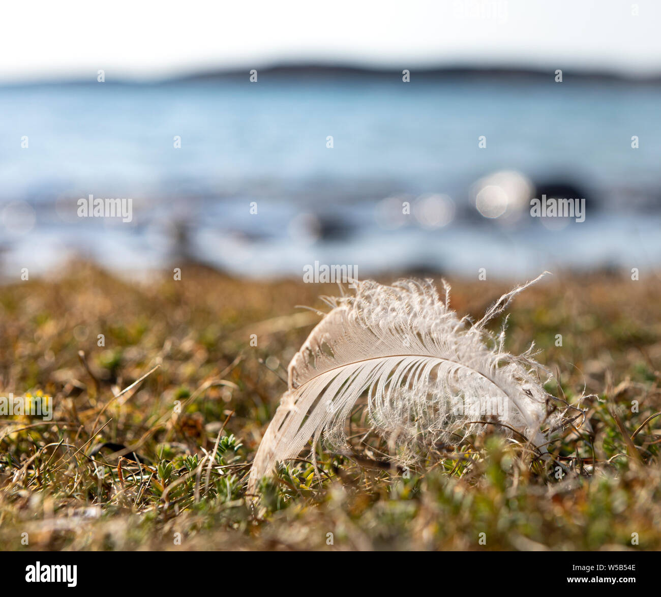 close up of a singlet white bird feather on tundra grass next to a beach with a blurred background Stock Photo