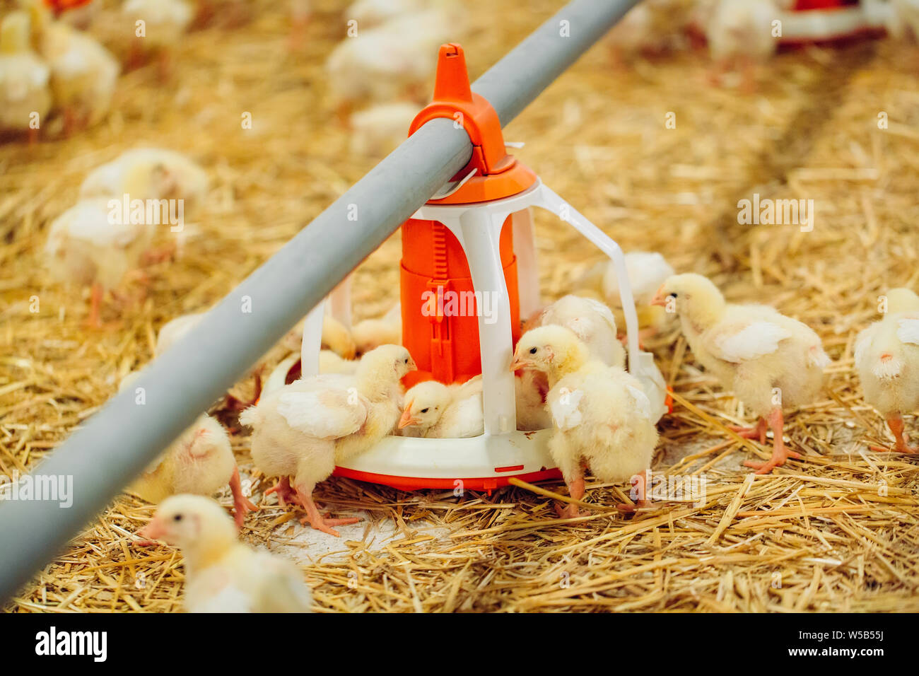 Big indoors modern chicken farm, chicken feeding. Stock Photo