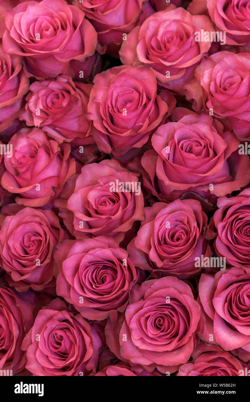 Background of pink and peach roses. Fresh pink roses. A huge bouquet of  flowers. The best gift for women. vertical photo Stock Photo - Alamy