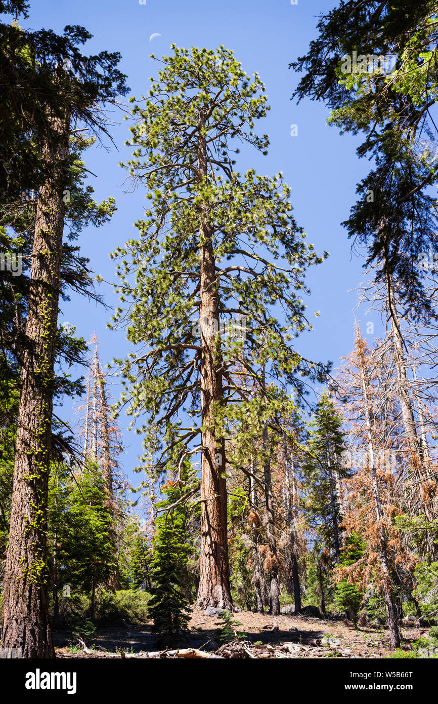 Tall Ponderosa Pine (Pinus ponderosa) tree growing in Yosemite National