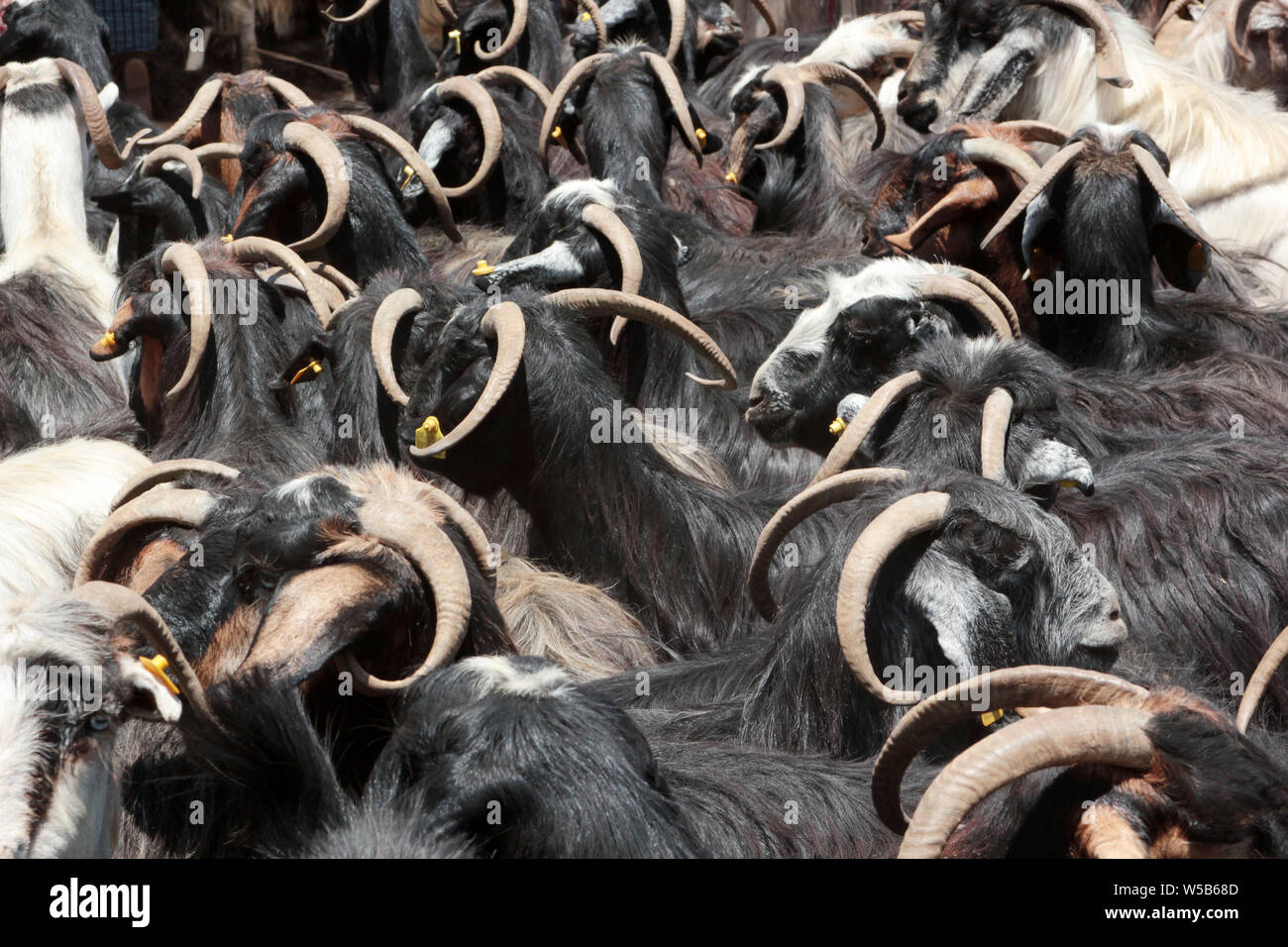 herd of goats grazing Stock Photo - Alamy
