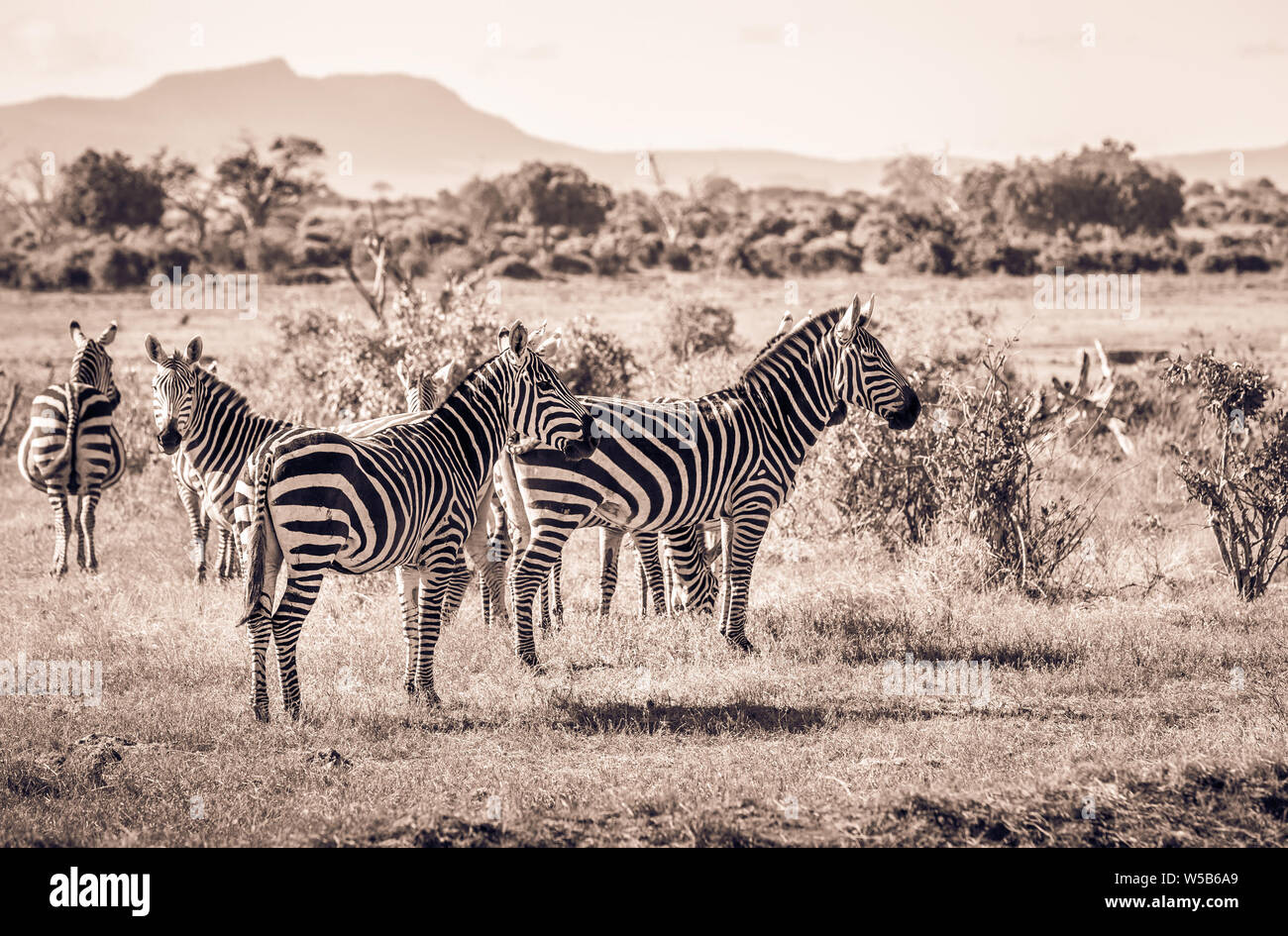 Herd of amazing zebras on savannah plains in Tsavo East park, Kenya Stock Photo