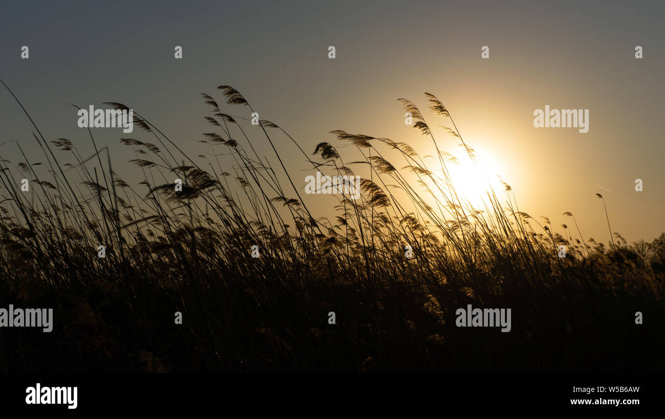 Blowing Reed Background the reed is blowing on the wind background of the sun Stock Photo - Alamy