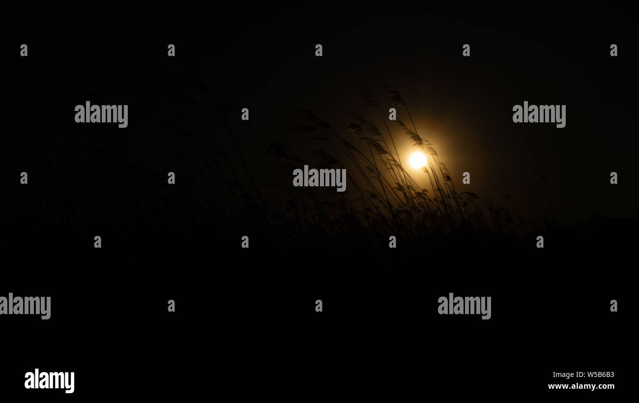 Blowing Reed Background the reed is blowing on the wind background of the sun Stock Photo - Alamy