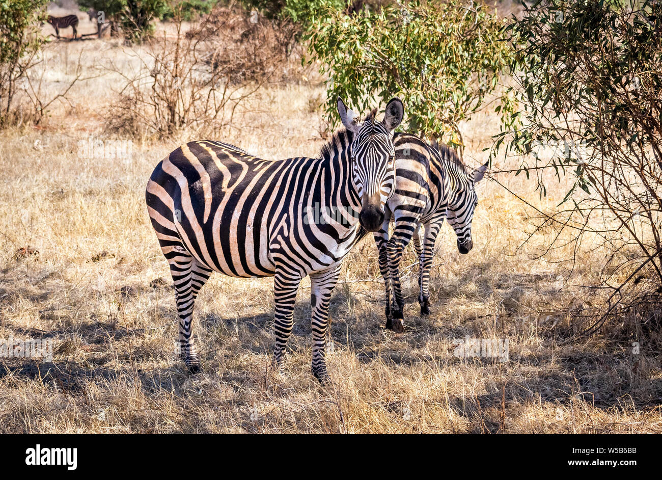 Herd of amazing zebras on savannah plains in Tsavo East park, Kenya Stock Photo