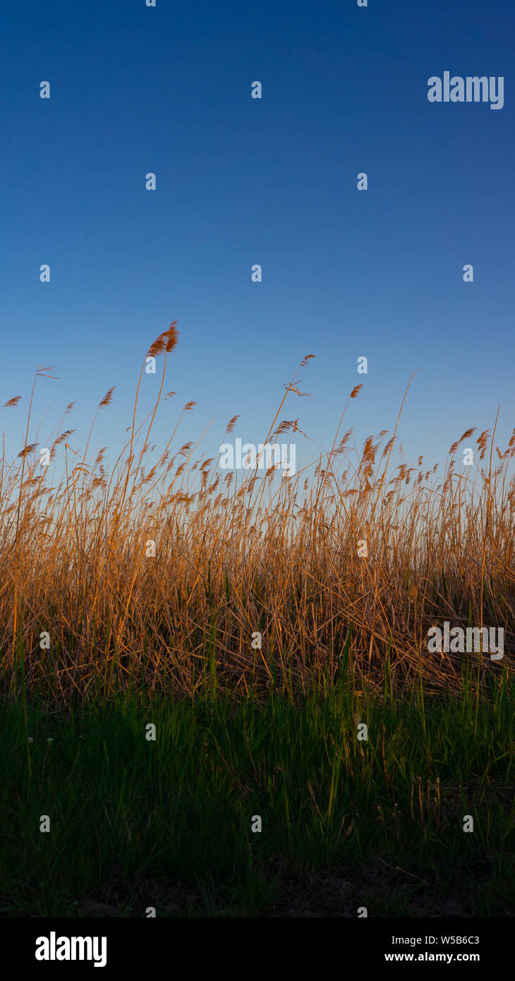 Blowing Reed Background the reed is blowing on the wind Stock Photo - Alamy