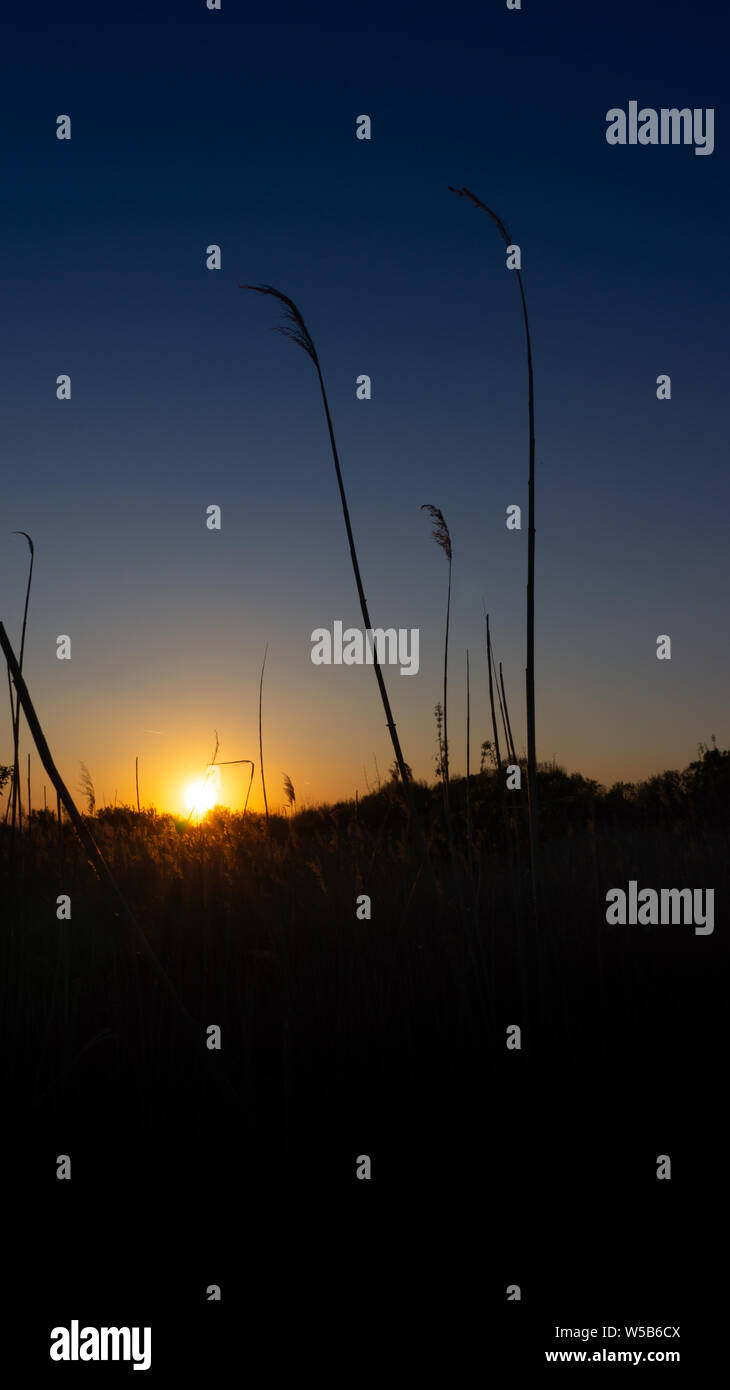 Blowing Reed Background the reed is blowing on the wind background of the sun Stock Photo - Alamy