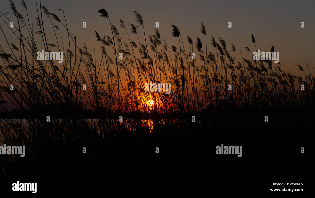 Blowing Reed Background the reed is blowing on the wind background of the sun Stock Photo - Alamy