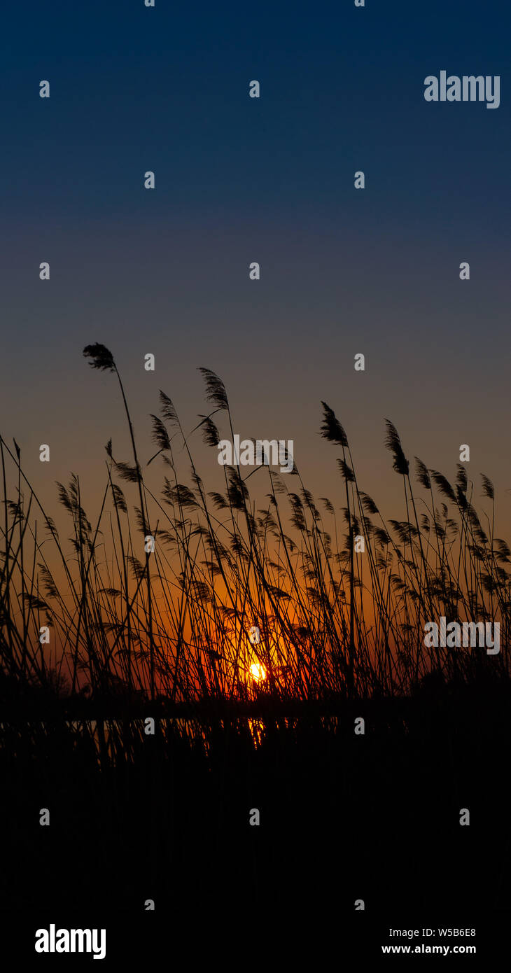 Blowing Reed Background the reed is blowing on the wind background of the sun Stock Photo - Alamy