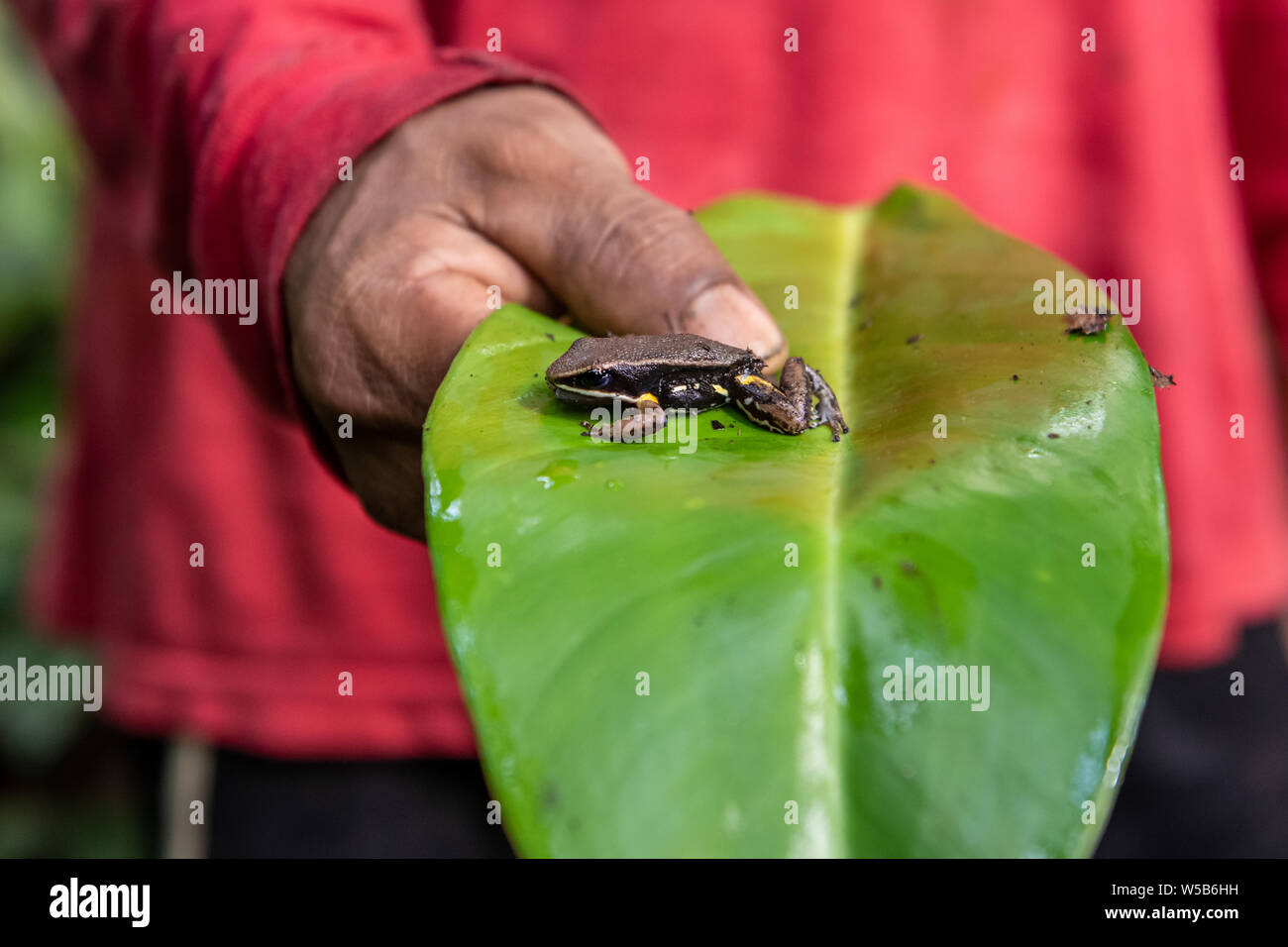 Frog On Palm Frond In Peruvian Amazon Stock Photo Alamy