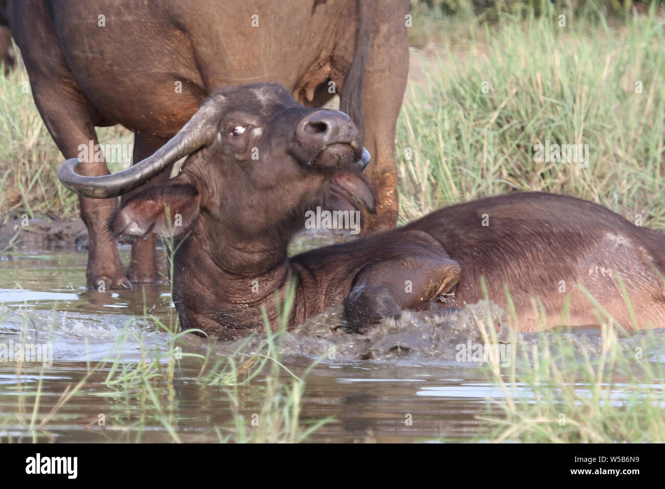 Kaffernbüffel / Buffalo / Syncerus caffer Stock Photo - Alamy