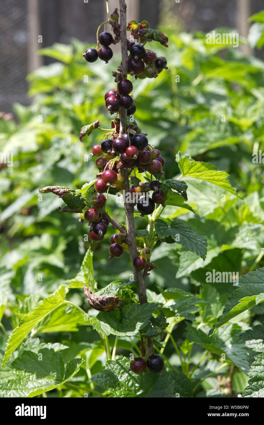 Blackcurrant bush with berries Stock Photo