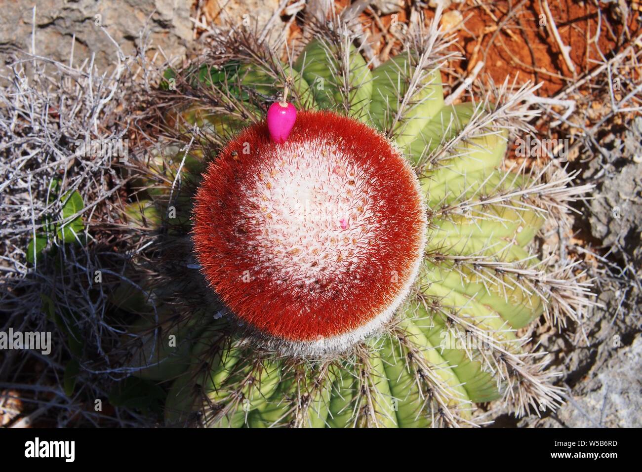 Top down view of a Pope’s Head Cactus (Melocactus intortus) sporting a bright pink cone-shaped fruit. Taste and consistency like Kiwi fruit. Stock Photo