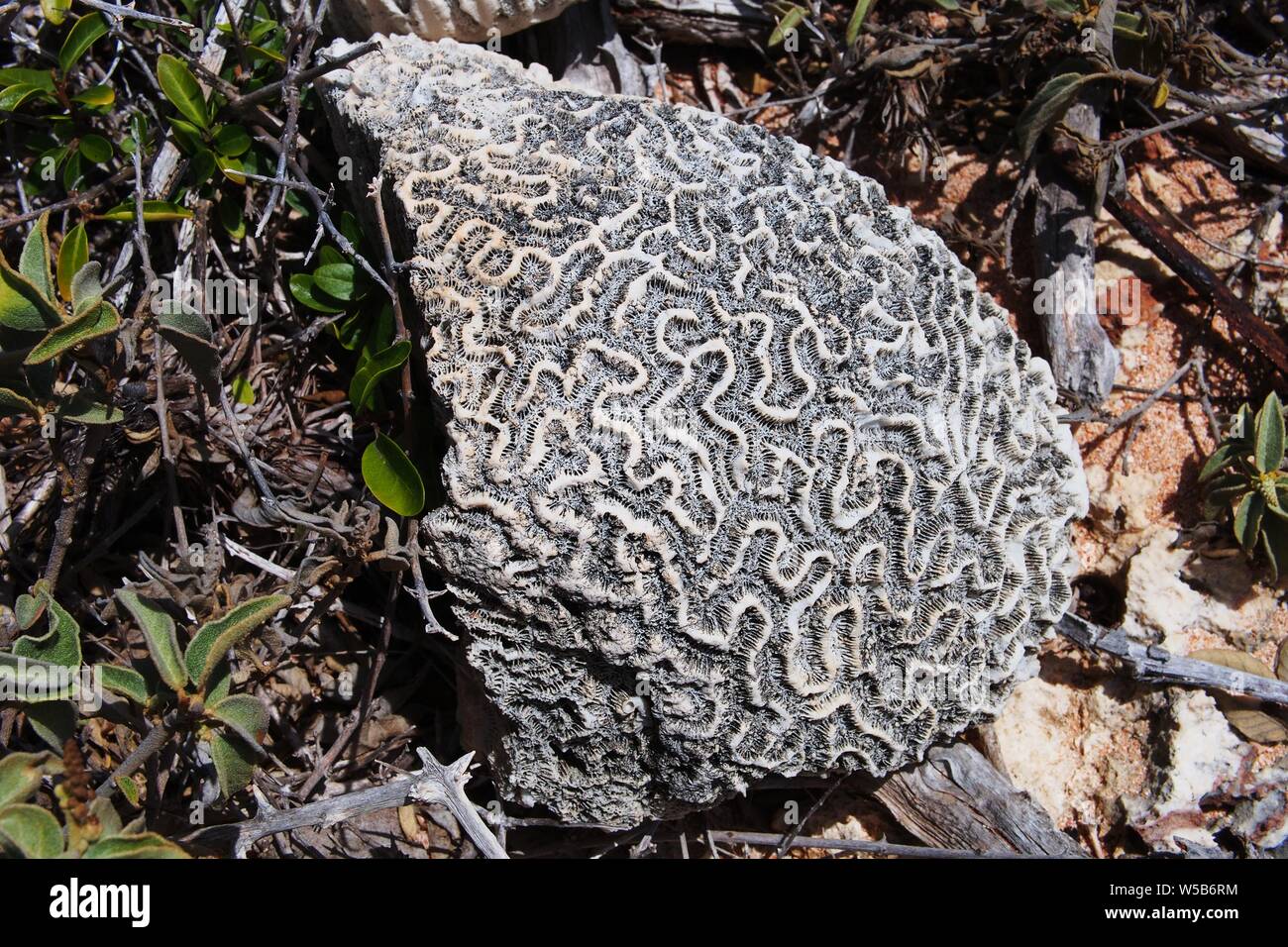 Excellent example of fossilized limestone brain coral, Windward Point, Anguilla, BWI. The place is covered with fossilized coral. Stock Photo