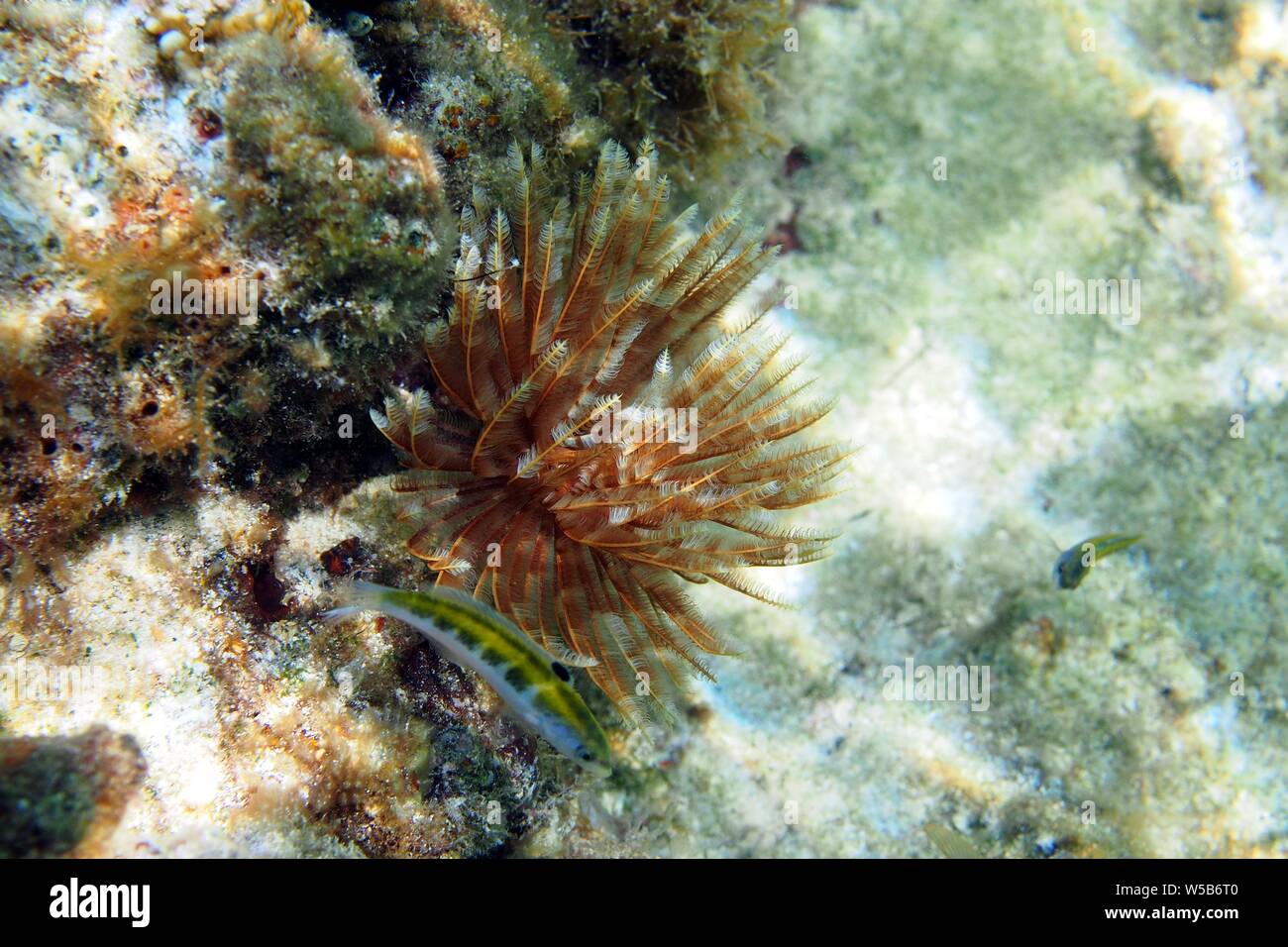 Sea Feathers, Anguilla, Bwi, The Valley