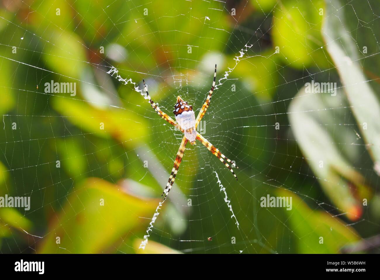 Silver Garden Spider Argiope Argentata Against A Leafy