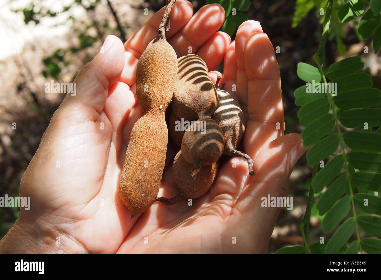 Tamarind (Tamarindus indica) pods, recently collected, held in cupped hands in the shade of a tamarind tree, Anguilla, BWI. Stock Photo