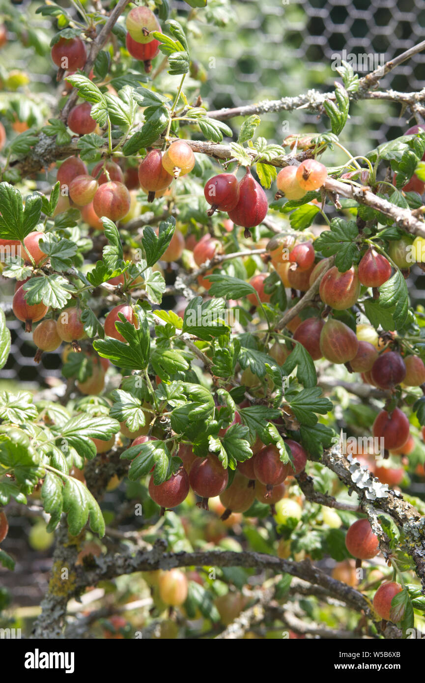 Ribes uva crispa Pixwell, European Gooseberry Stock Photo