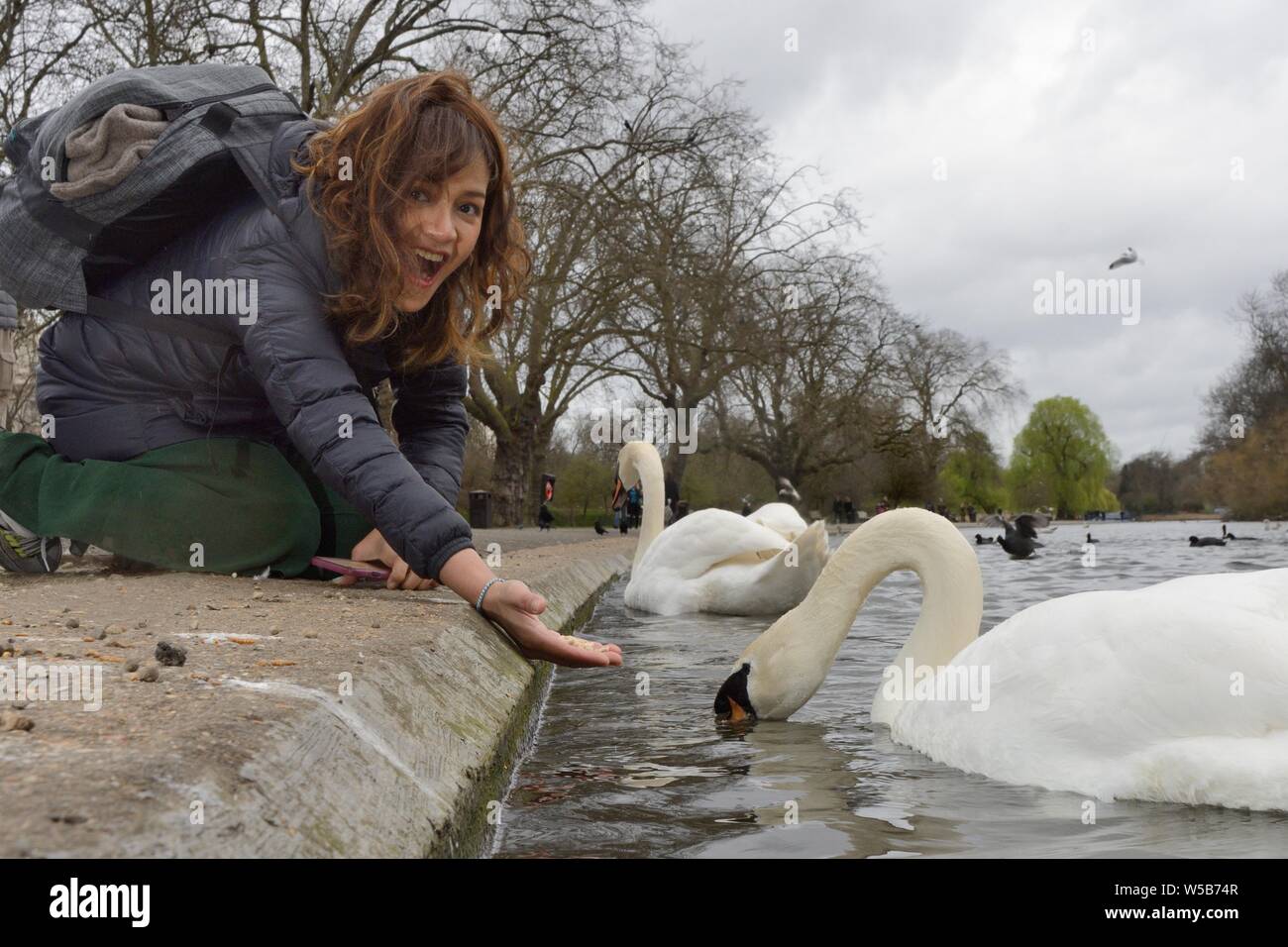 Asian woman feeding a Mute swan (Cygnus olor) in Regent's Park, London, UK, March. Model released. Stock Photo