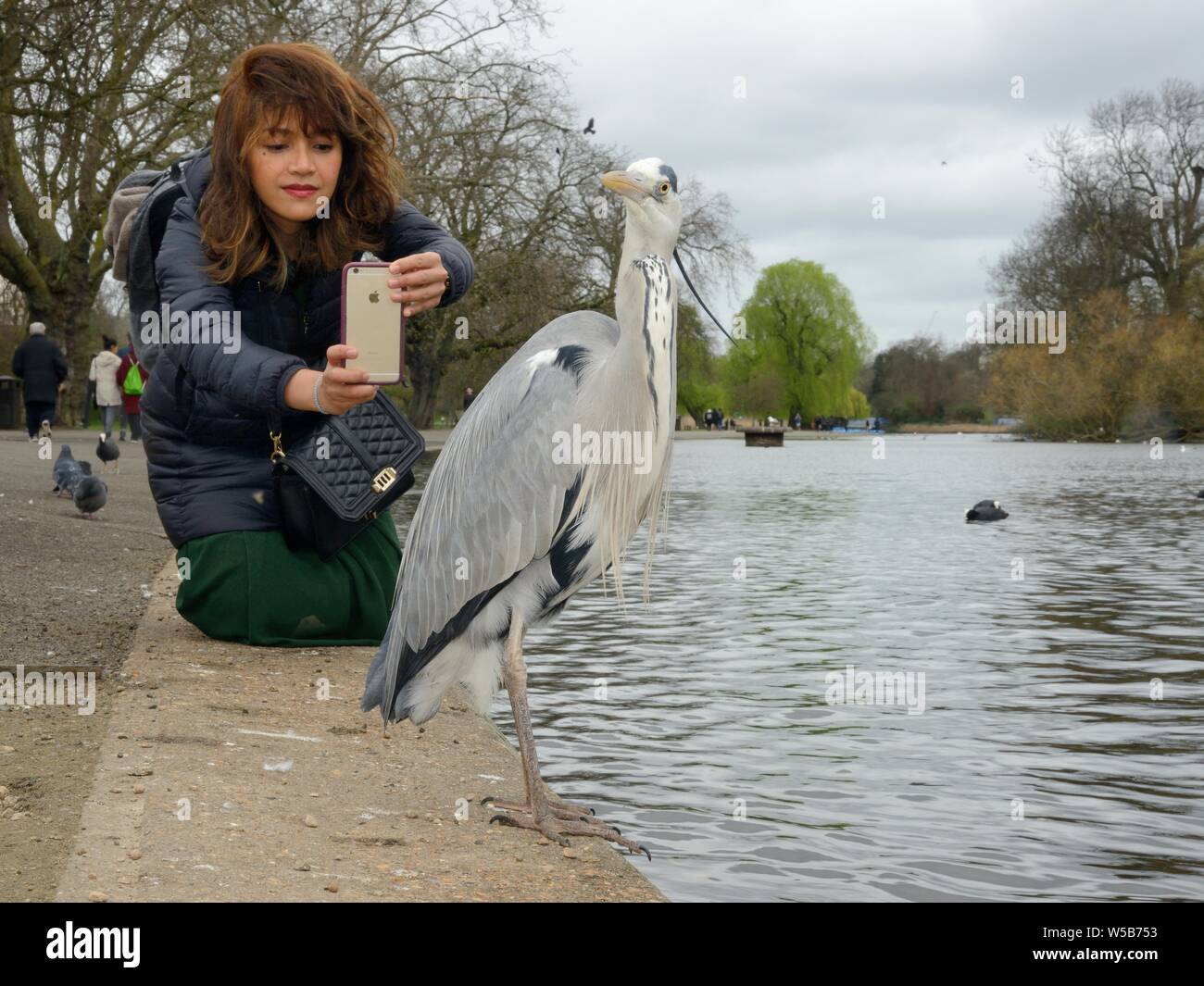 Asian woman photographing a Grey heron (Ardea cinerea) with a smart phone in Regent's Park, London, UK, March. Stock Photo