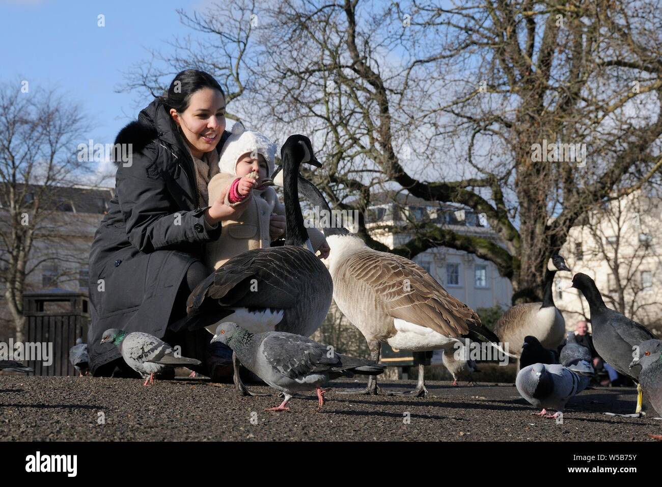 Young child with her mother feeding Canada goose (Branta canadensis),  Pigeons and Coots, Regent's Park, London, UK, February Stock Photo - Alamy