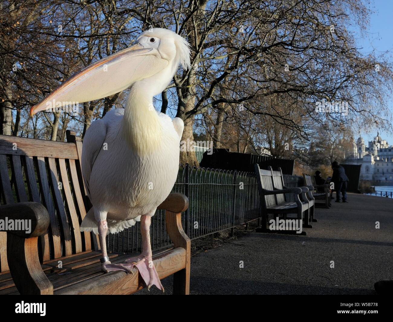 Great white / Eastern white pelican (Pelecanus onocrotalus) standing on bench in morning sunshine to warm up, St.James's Park, London UK, January. Stock Photo