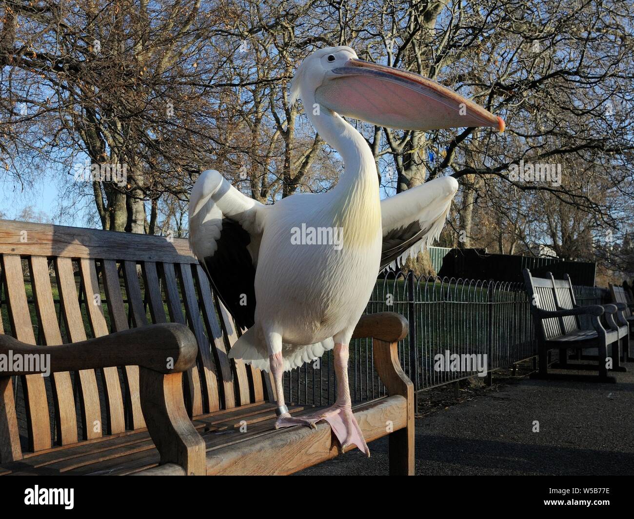 Great white / Eastern white pelican (Pelecanus onocrotalus) standing on bench in morning sunshine to warm up, St.James's Park, London UK, January. Stock Photo