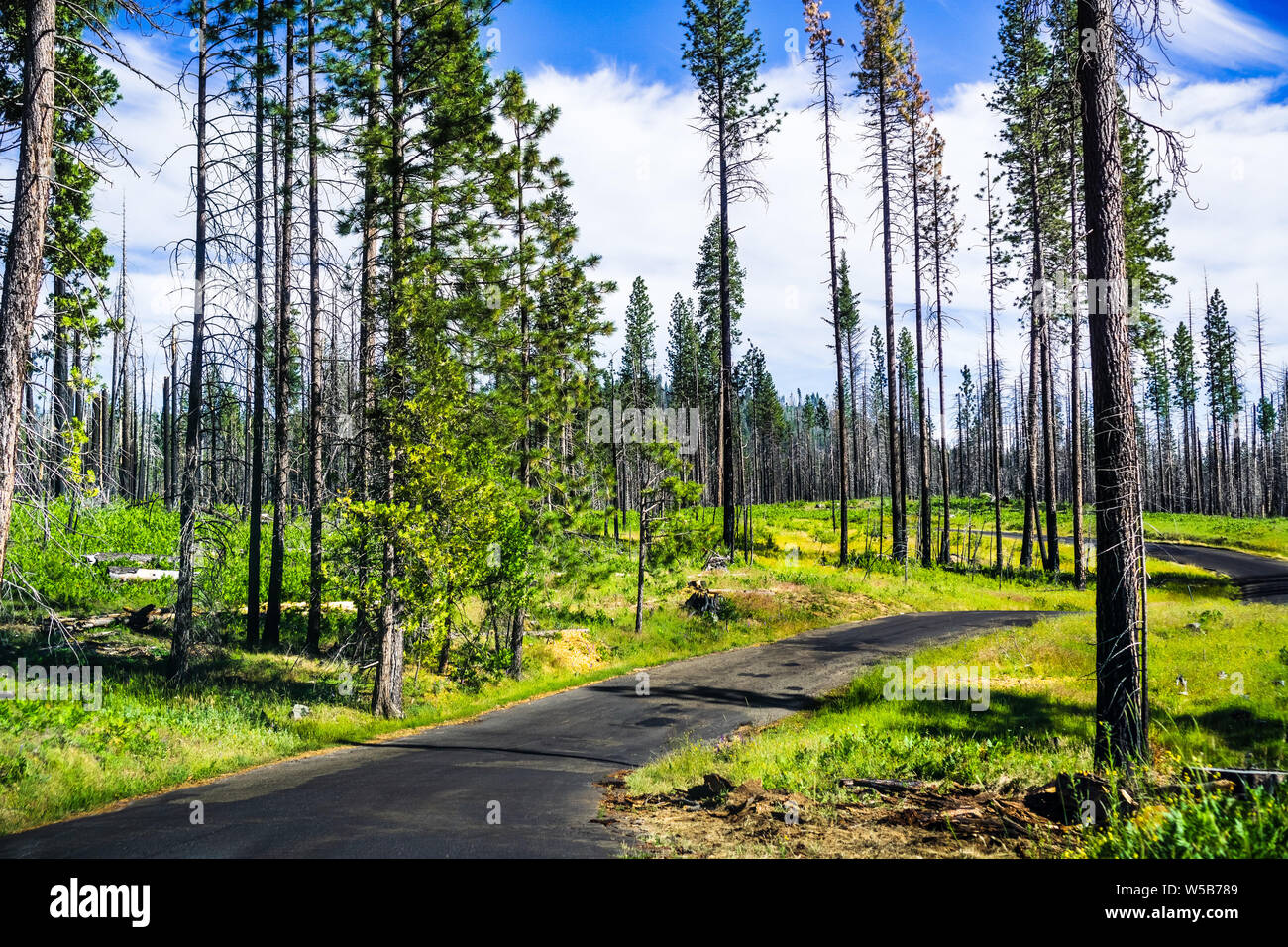 Narrow paved road crossing a lush meadow, Yosemite National Park, Sierra Nevada mountains, California; sunny day with white clouds rising ahead Stock Photo