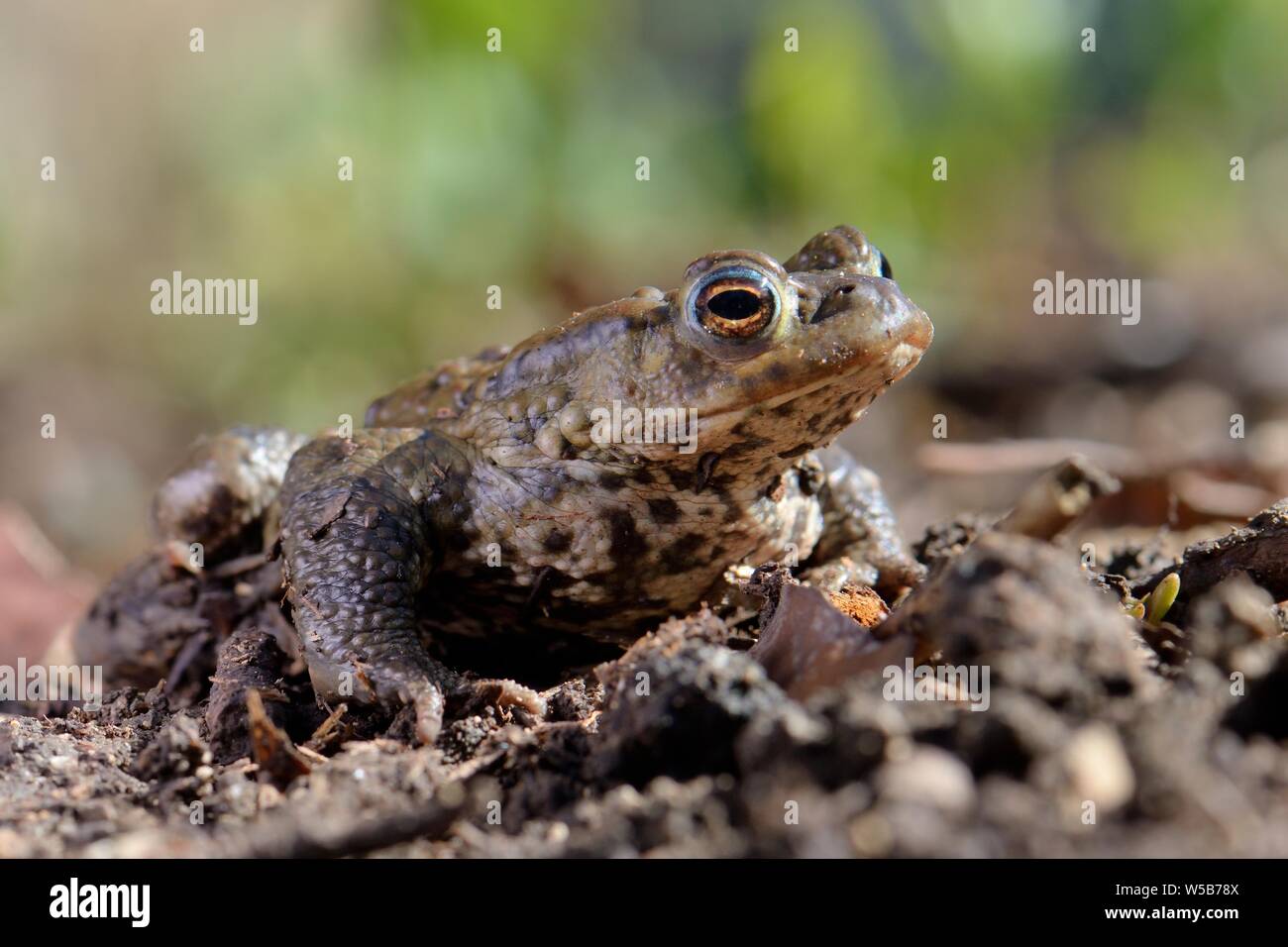 Common toad (Bufo bufo) in a garden flowerbed, Wiltshire, UK, March. Stock Photo