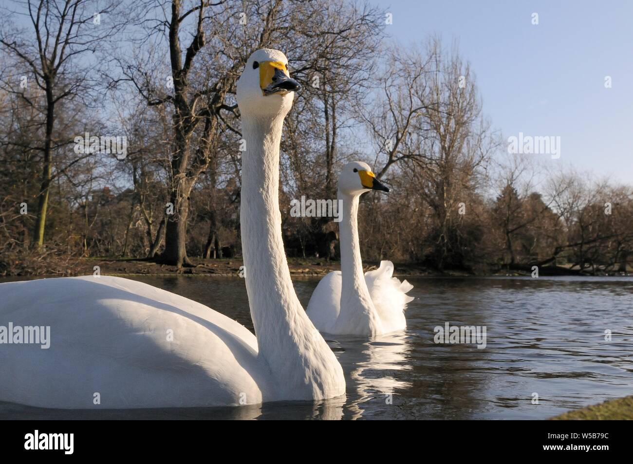Two Whooper swans (Cygnus cygnus) swimming on boating lake in winter sunshine, Regent's Park, London, UK, January. Stock Photo