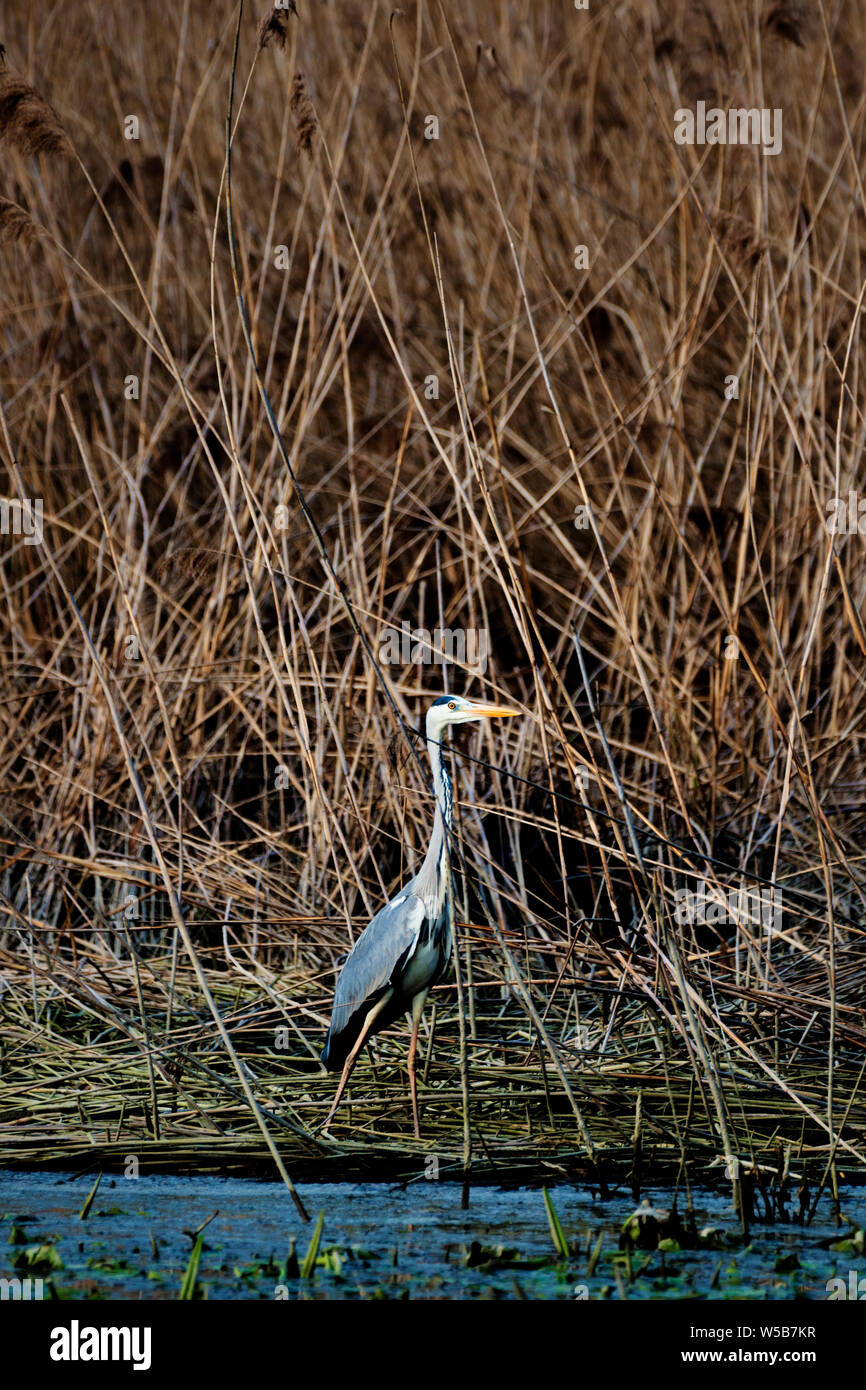 Heron standing in the reeds Stock Photo