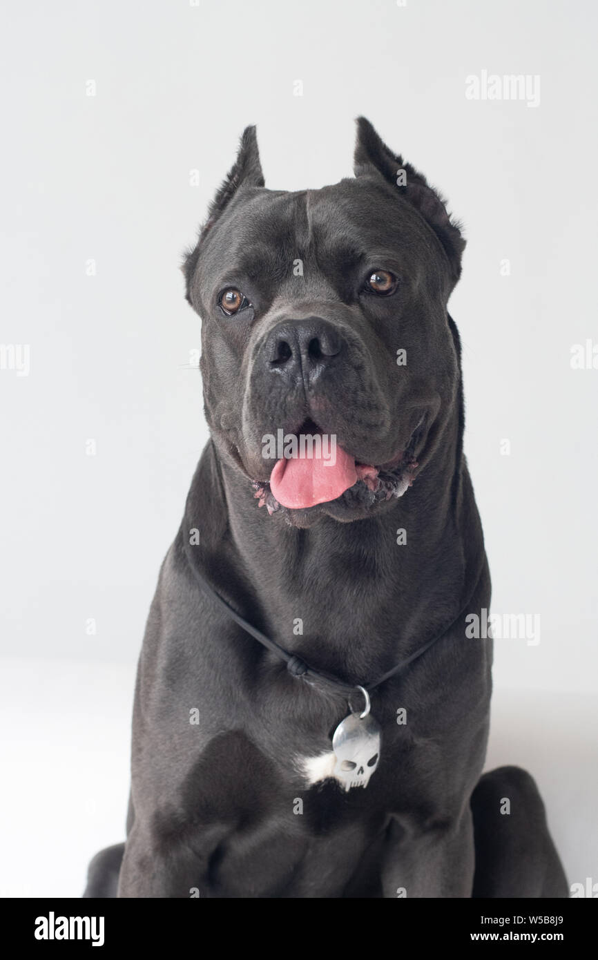 Cane corso italiano purebred dog closeup portrait at white studio Stock