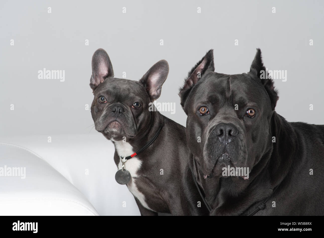 Cane corso italiano and french bulldog friends at studio portrait Stock Photo