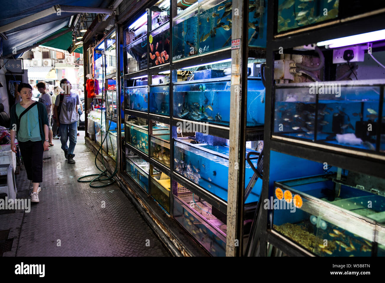 Aquariums in a Hong Kong pet fish store Stock Photo Alamy