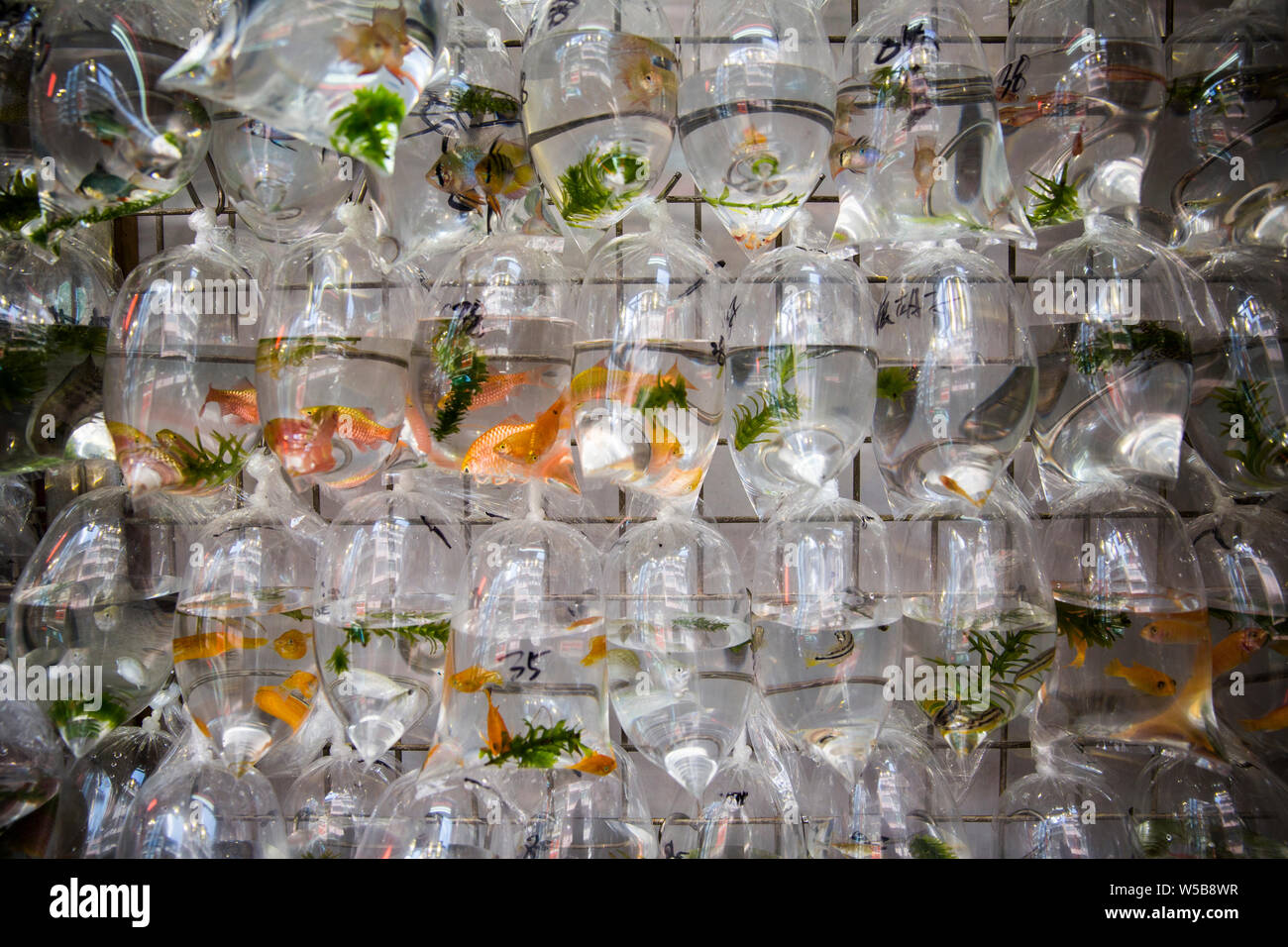 Fish on display in a Hong Kong pet fish store Stock Photo Alamy