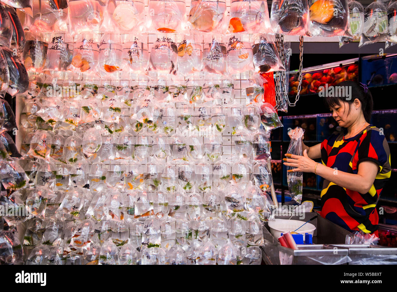 Fish on display in a Hong Kong pet fish store Stock Photo Alamy