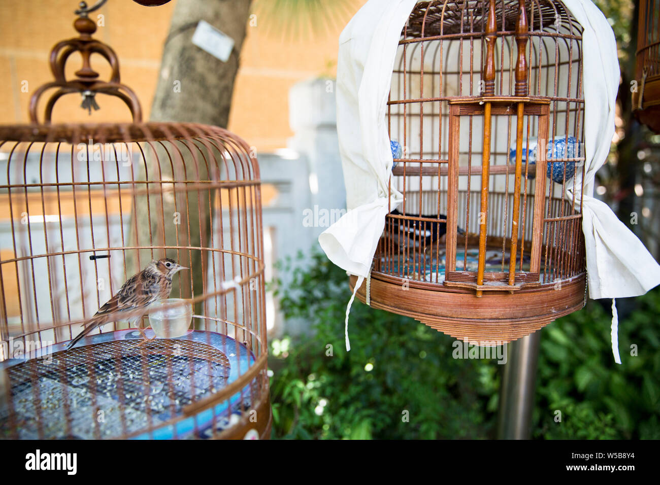 Birds in cages at Yuen Po street Bird Garden. Hong Kong Stock Photo Alamy
