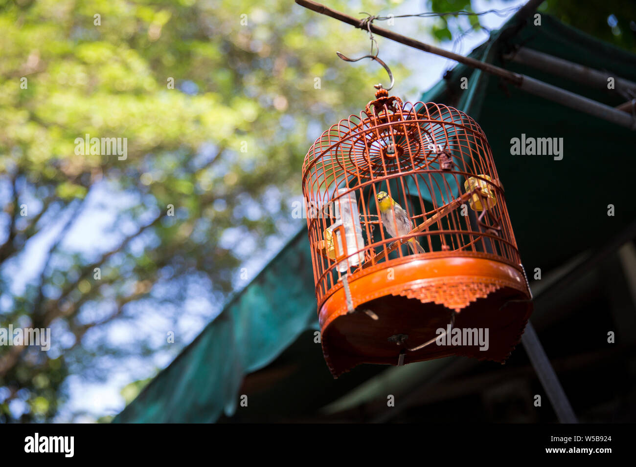 Bird in cage at Yuen Po street Bird Garden. Hong Kong Stock Photo Alamy