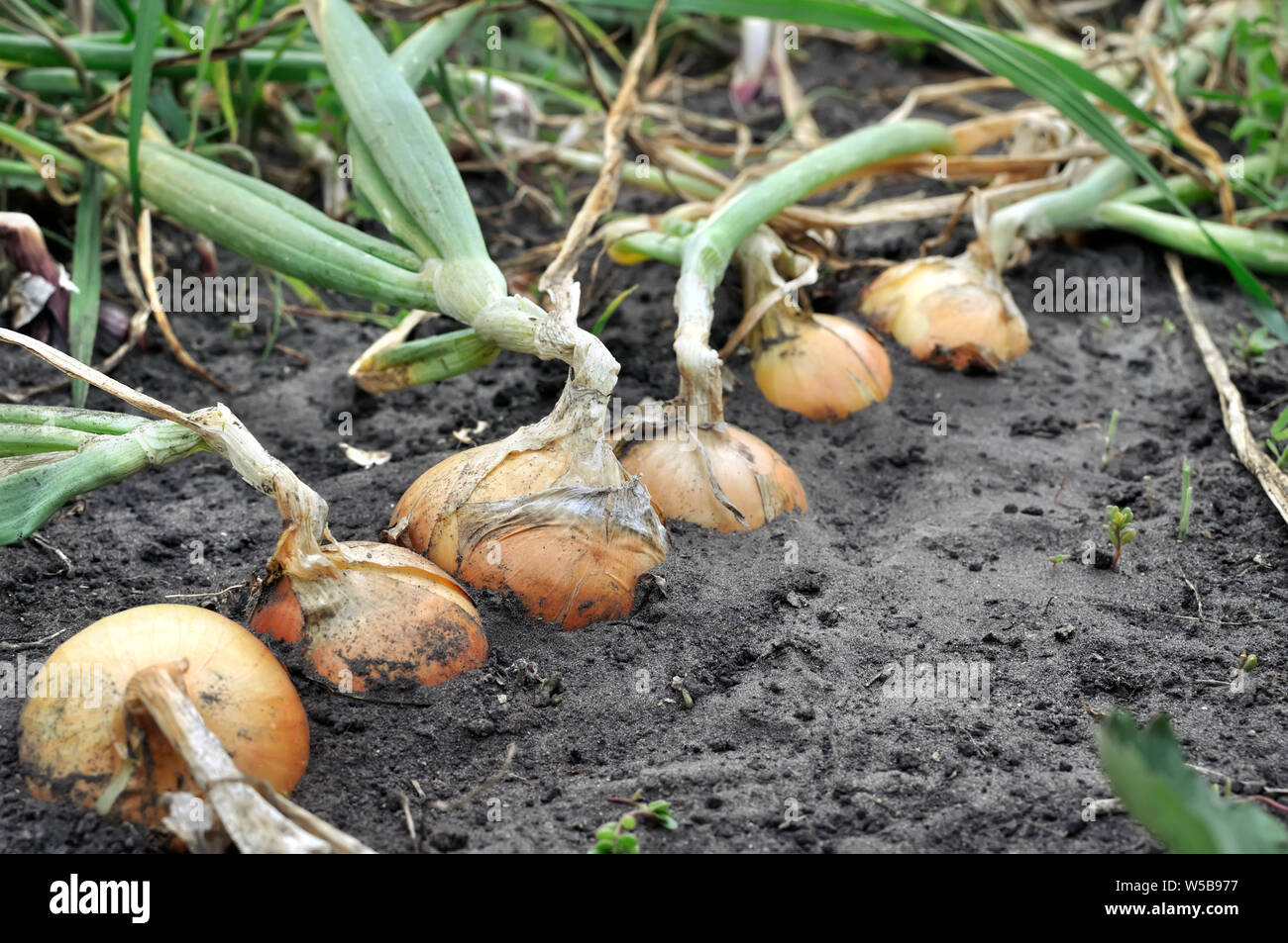 Close up onion plantation hi-res stock photography and images - Alamy