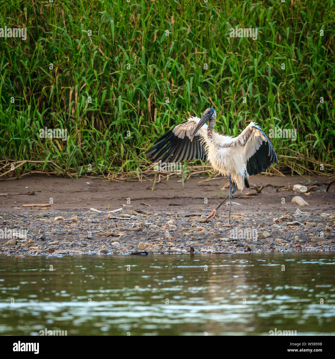 Stork Rica Shore wildlife hi-res stock photography and images - Alamy