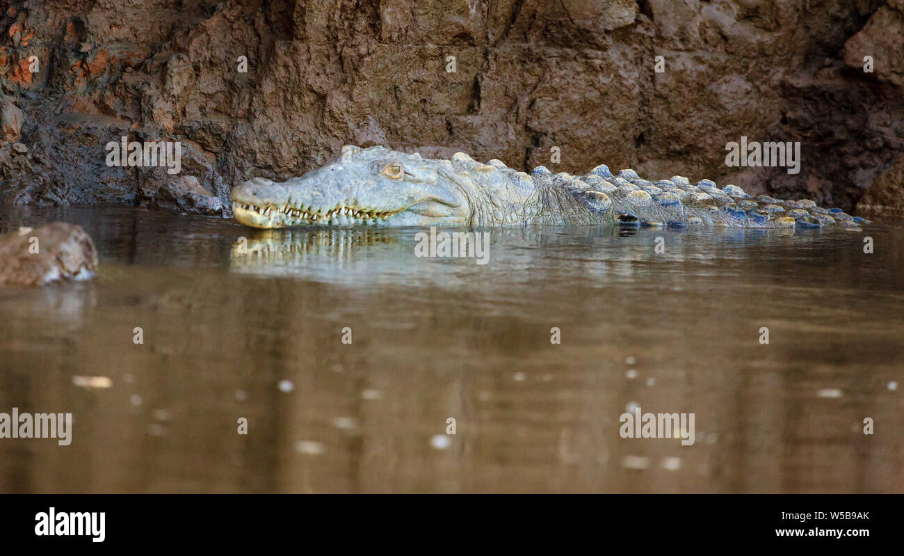 Crocodile swimming in the River Tarcoles in Costa Rica Stock Photo