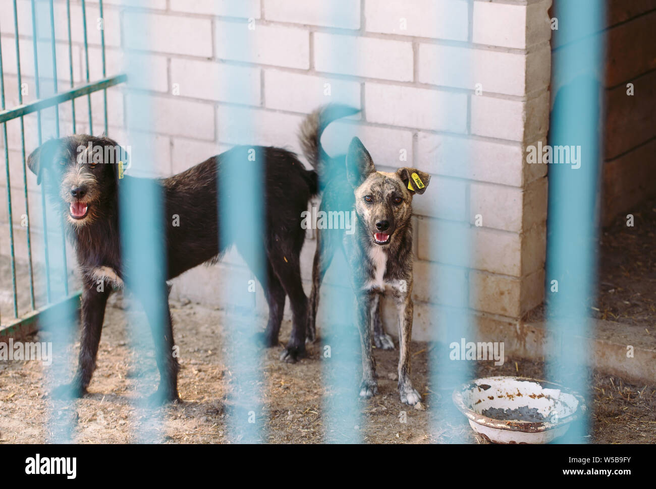 Ashtown pound dogs for hot sale adoption