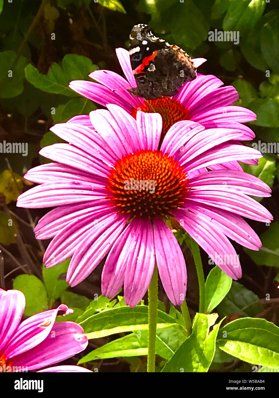 Butterfly on a pink daisy Stock Photo