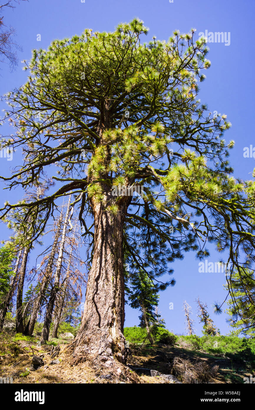 Tall Ponderosa Pine (Pinus ponderosa) tree growing in Yosemite National Park, Sierra Nevada mountains, California Stock Photo