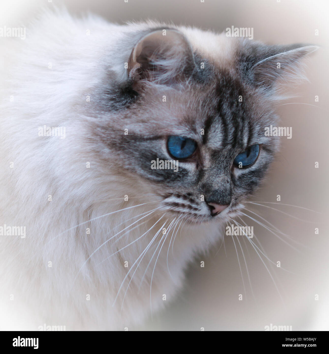 Close-up of a pedigree Ragdoll cat showing head and shoulders with intense blue eyes and tabby pattern face with a white long haired coat Stock Photo
